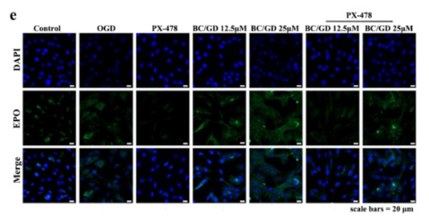 EPO Antibody - Fig.