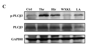 PLCB3 Antibody - Fig.