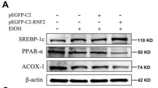 ACOX1 Antibody - Figure 3.