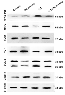 NF-kB p65 Antibody - FIGURE 6 Protein expression levels of Caspase-3, Bcl-2, HO-1, TLR4, NRF2, and NF-κB-P65 were assessed.