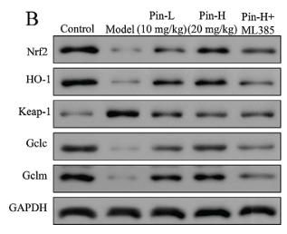 GCLC Antibody - Fig.