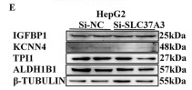 IGFBP1 Antibody - Fig.