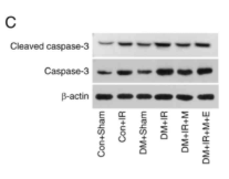 Caspase 3 Antibody - Figure 4.