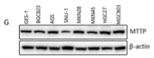 MTTP Antibody - Figure 8.