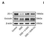 ZO 1 Antibody - Figure 4.