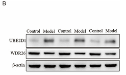 UBE2D1 Antibody - Figure 6 The expression of UBE2D1/WDR26 in the model group.