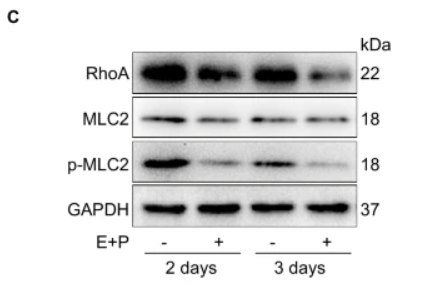 MLC2 Antibody - Fig.