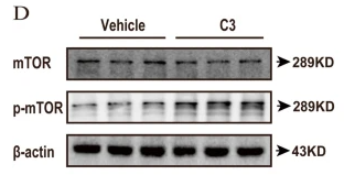 mTOR Antibody - Fig.