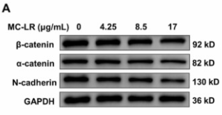 Phospho-Histone H2A.X (Ser139)[Ser140] Antibody - Fig.