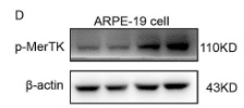 Phospho-MER/TYRO3 (Tyr753/Tyr685) Antibody - Fig.