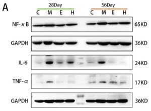 NF-kB p65 Antibody - Fig.