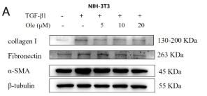 Fibronectin Antibody - Figure 3.