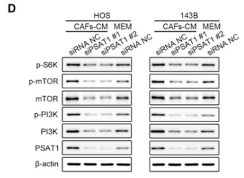 Phospho-p70 S6 Kinase (Thr389/Thr412) Antibody - Figure 6.