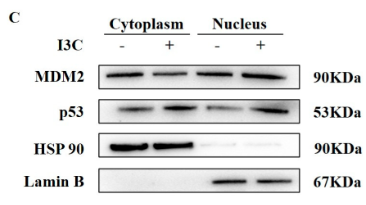 Lamin B1 Antibody - Figure 6.