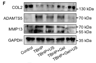 Collagen II Antibody - Fig.