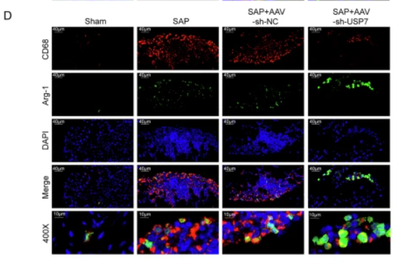 ARG1 Antibody - Fig.