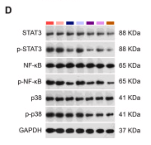 Phospho-STAT3 (Tyr705) Antibody - Fig.