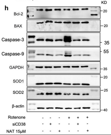 Caspase 9 Antibody - Figure 4 Restoration of NAD+ increases redox reactions and decreases apoptosis: a–c) Apoptosis in different groups of cells by detecting Annexin V/PI in flow cytometry (n = 3 independent samples; One-way ANOVA).
