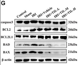 BAD Antibody - FIGURE 4.