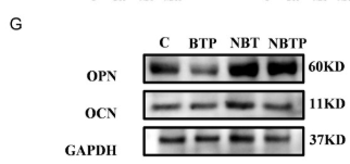 Osteocalcin Antibody - Figure 2 NBT and NBTP surfaces promote BMSC elongation, proliferation, and ECM mineralization.
