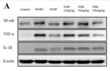 TNF alpha Antibody - Figure 7 .