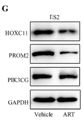 PROM2 Antibody - Fig.