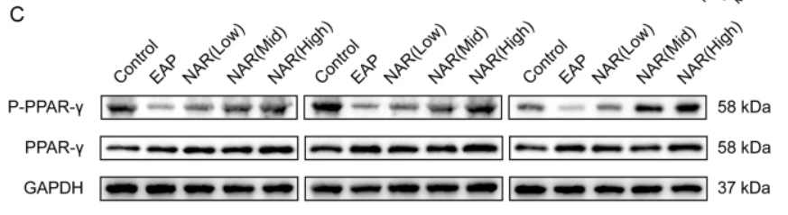 PPAR gamma Antibody - Fig.