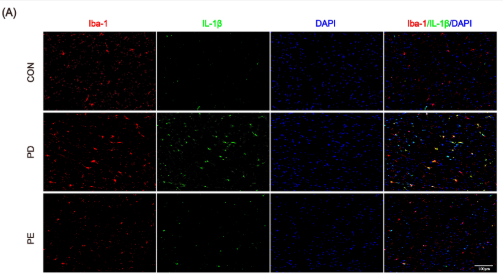 IL1 beta Antibody - Figure 3.