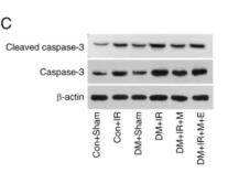 Cleaved-Caspase 3 (Asp175), p17 Antibody - Figure 4.