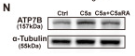 alpha Tubulin Antibody - Figure 2.