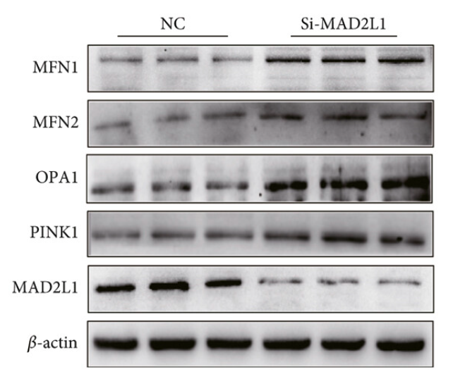 OPA1 Antibody - Figure 4.