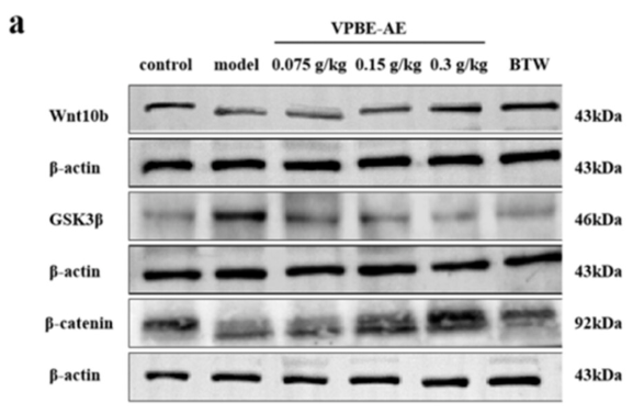 Wnt10b Antibody - FIGURE 6 The effect of VPBS-AE on the expression of hair growth-related proteins in the skin tissues of C57BL/6J mice (n = 3).