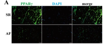 PPAR gamma Antibody - Fig.