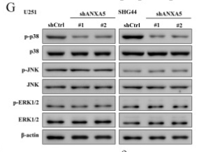 Phospho-JNK1/2/3 (Thr183+Tyr185) Antibody - Figure 10.
