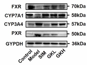 Cytochrome P450 7A1 Antibody - Fig.