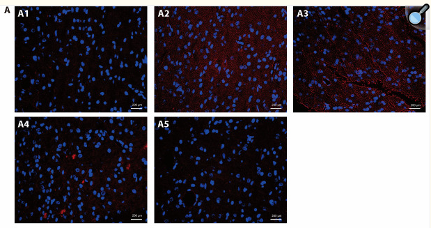 TNF alpha Antibody - Figure 3.