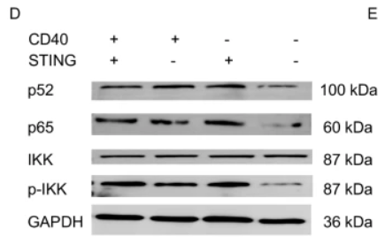 IKK alpha/ beta Antibody - Fig.