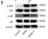 IKB alpha Antibody - Figure 3.