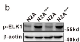 Phospho-ELK1 (Ser383) Antibody - Fig.