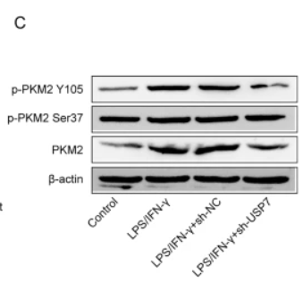 Phospho-PKM2 (Tyr105) Antibody - Fig.