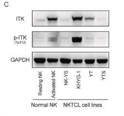 Phospho-ITK (Tyr512) Antibody - Fig.