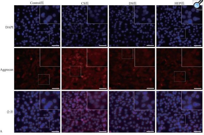 Aggrecan Antibody - Fig 3 Effect of glycosaminoglycans on the expression of chondrogenic markers in ATDC5 cells.