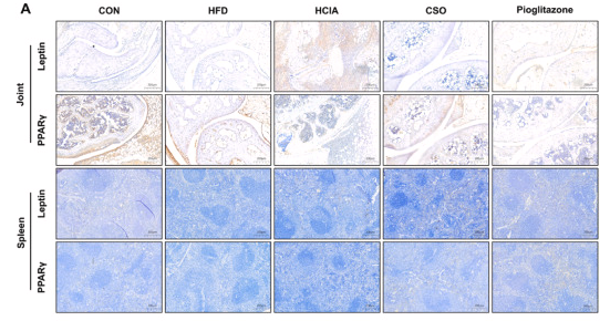 Leptin Antibody - Fig.