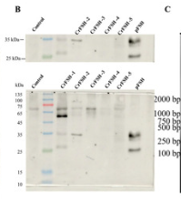CGA Antibody - Figure 3.