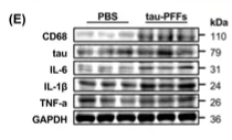 IL6 Antibody - Figure 3.