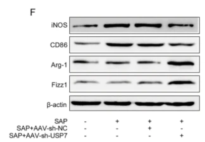 iNOS Antibody - Fig.