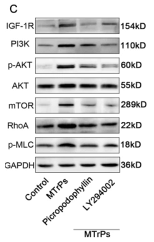 Phospho-AKT1/2/3 (Ser473) Antibody - Fig.