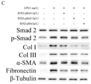 Phospho-Smad2 (Ser467) Antibody - Fig.
