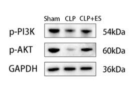 Phospho-AKT1/2/3 (Ser473) Antibody - Fig.