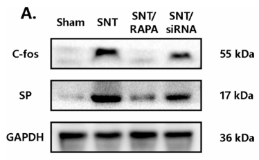 Substance P Antibody - Fig.